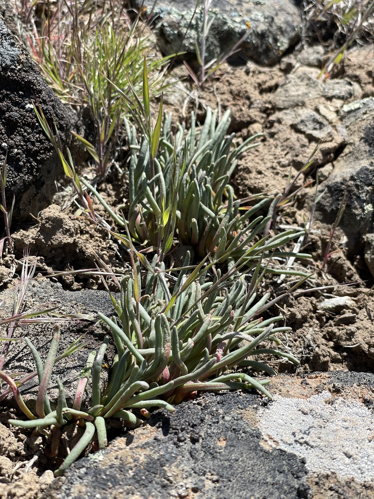 Bitterroot from Yakima, WA, US on May 1, 2022 at 01:06 PM by bhavna84 ...