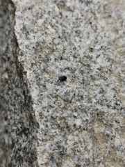 Aulacobaris