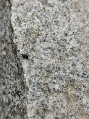 Aulacobaris