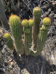 Trichocereus spachianus