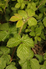 Rubus tuberculatus