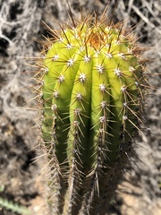 Trichocereus spachianus