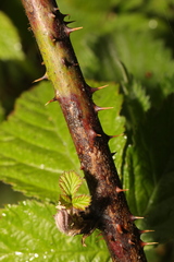 Rubus tuberculatus