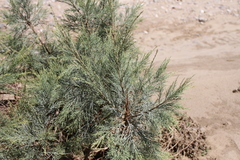 Tamarix usneoides