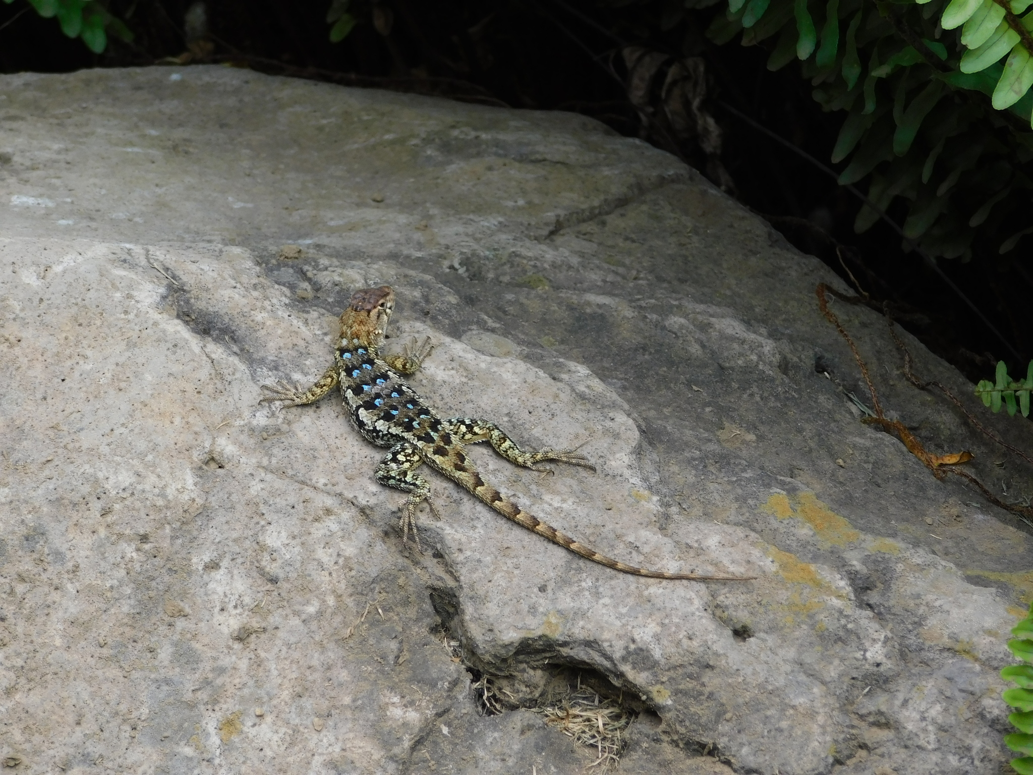 Sceloporus Horridus Wiegmann 1834