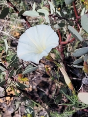 Calystegia stebbinsii