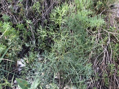 Trinia glauca