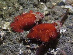 Platydoris sanguinea