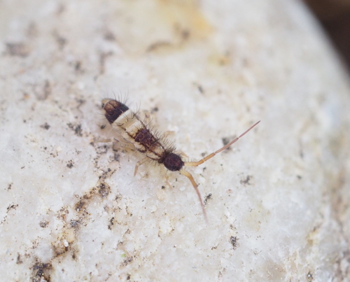 Orchesella pannonica