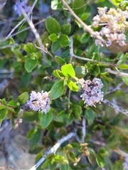 Ceanothus lemmonii