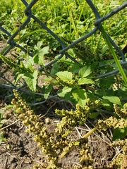 Amaranthus australis
