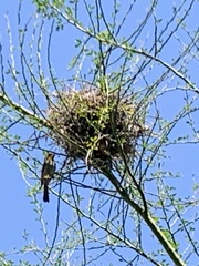 Auriparus flaviceps