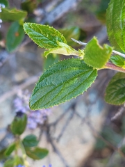 Ceanothus lemmonii