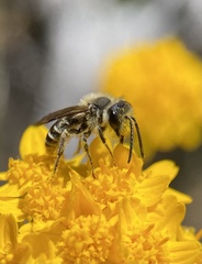 Lasioglossum sisymbrii