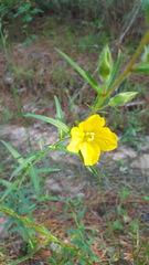 Ludwigia hirtella