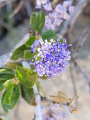 Ceanothus lemmonii