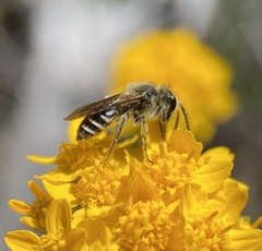 Lasioglossum sisymbrii