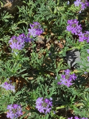 Glandularia chiricahensis