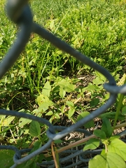Amaranthus australis