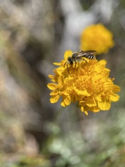 Lasioglossum sisymbrii
