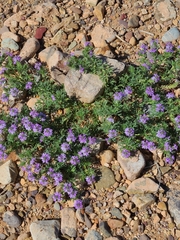 Glandularia chiricahensis