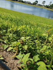 Amaranthus australis