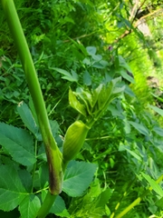 Angelica californica