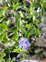 Ceanothus lemmonii