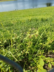 Amaranthus australis