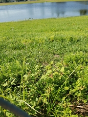 Amaranthus australis