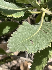 Eriodictyon crassifolium