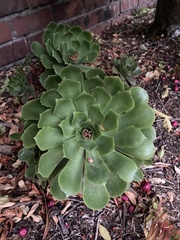 Aeonium canariense