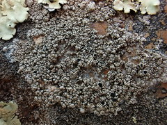 Lecanora gangaleoides