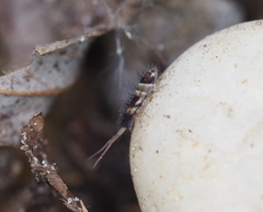 Orchesella pannonica