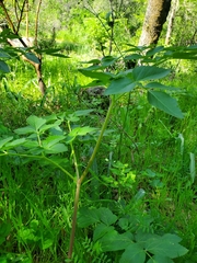 Angelica californica