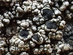 Lecanora gangaleoides