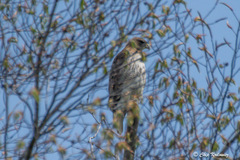 Buteo jamaicensis