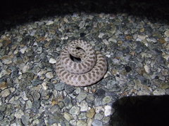 Hypsiglena chlorophaea