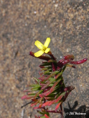Camissonia dentata