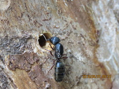 Camponotus modoc