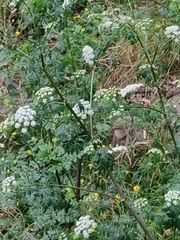 Conium maculatum