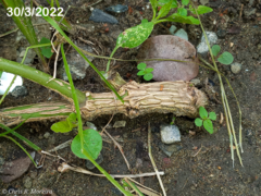 Commicarpus tuberosus