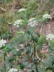 Conium maculatum