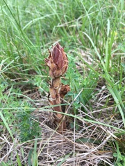 Orobanche gracilis