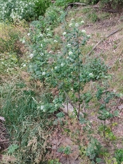 Conium maculatum