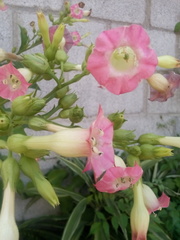 Nicotiana tabacum