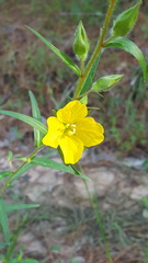 Ludwigia hirtella