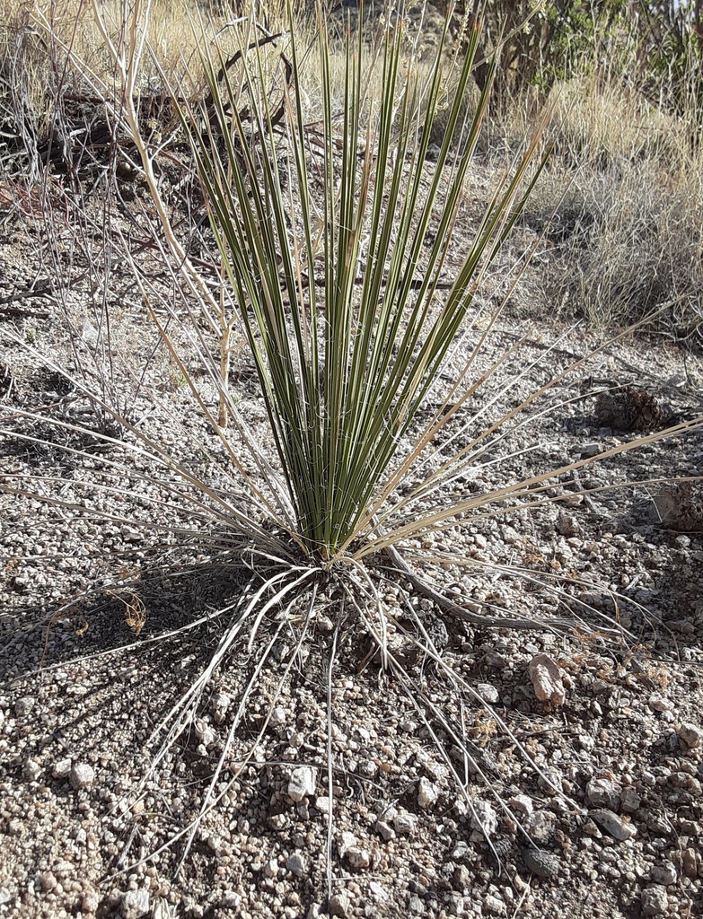 Yucca intermedia, Albuquerque, NM, USA