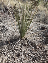 Yucca intermedia
