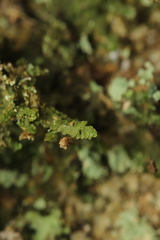 Dolichognatha